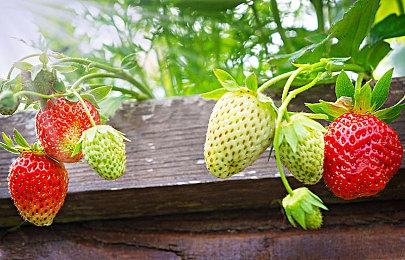 网传2022 TGA游戏列表 主持人出面辟谣：全是假的